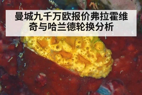 曼城九千万欧报价弗拉霍维奇与哈兰德轮换分析